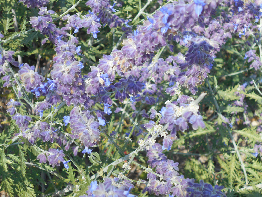 Bluebell by Antonella 2014