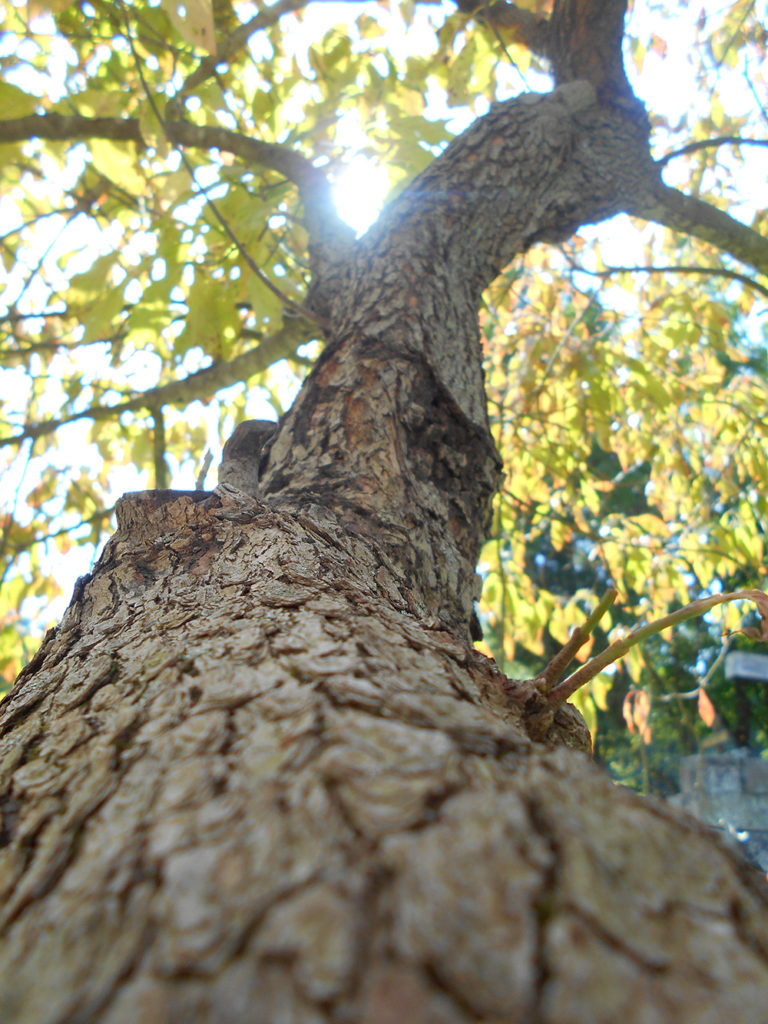 Tree by Dustin