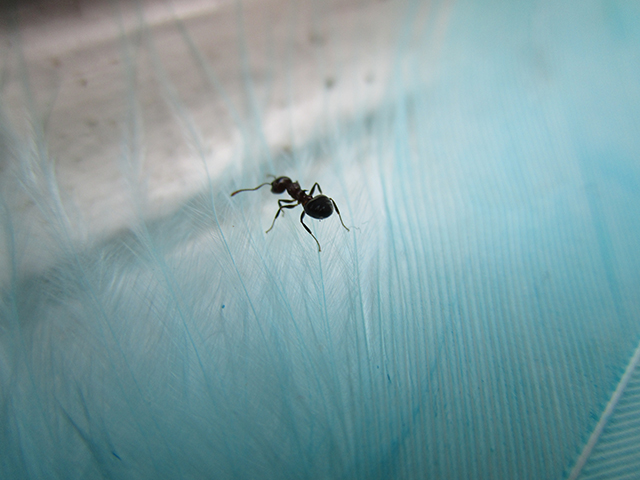 Jasia_Mr.-Ant_Age-14_2021_low-res