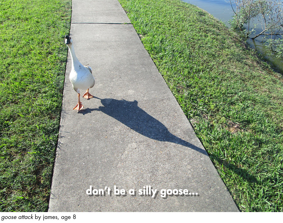 Goose waddling on a sidewalk with the text "Don't be a silly goose" overlaid