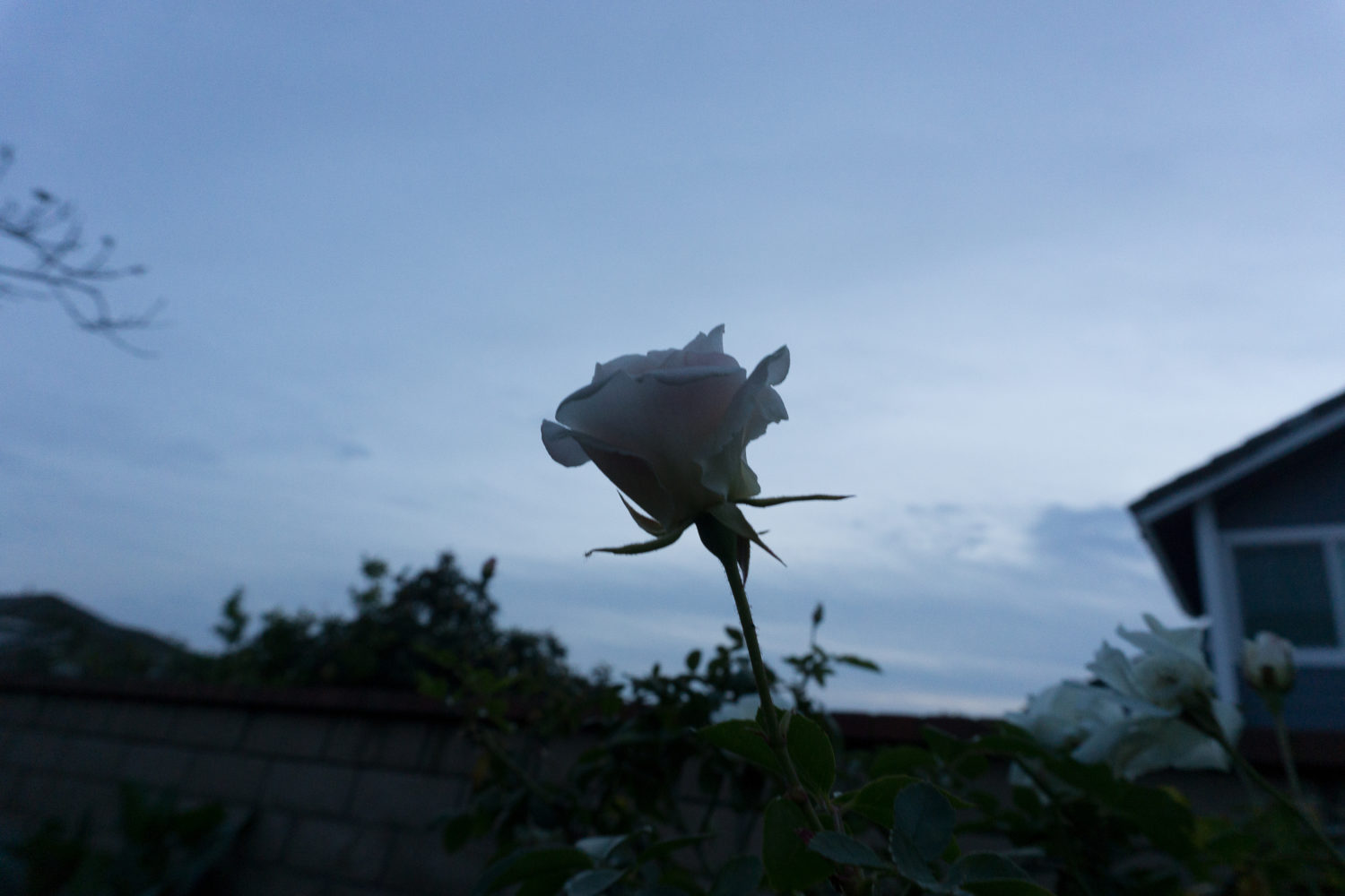 An image of a white rose in the sky with a darkly lit setting